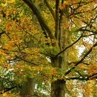 Pexels christina99999 29250590