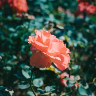 Pexels minasenishino 29482669